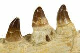 Fossil Mosasaur (Halisaurus) Jaw Section with Teeth - Morocco #345192-4